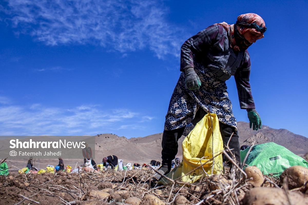 گزارش تصویری | برداشت سیب زمینی از مزارع کشاورزی فیروزکوه