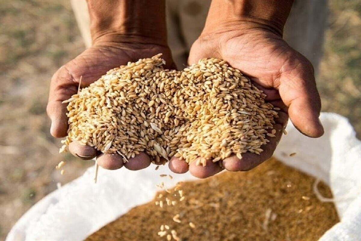 رئیس سازمان جهاد کشاورزی خراسان رضوی از تخصیص یک هزار تن جو به عشایر استان خبر داد.