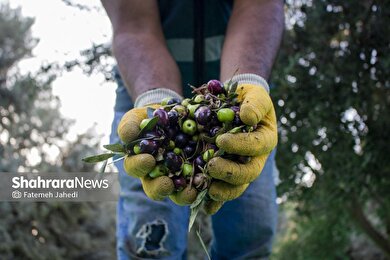 گزارش تصویری | برداشت زیتون در باغ‌های حاجیکلاته شهرستان علی‌آباد کتول