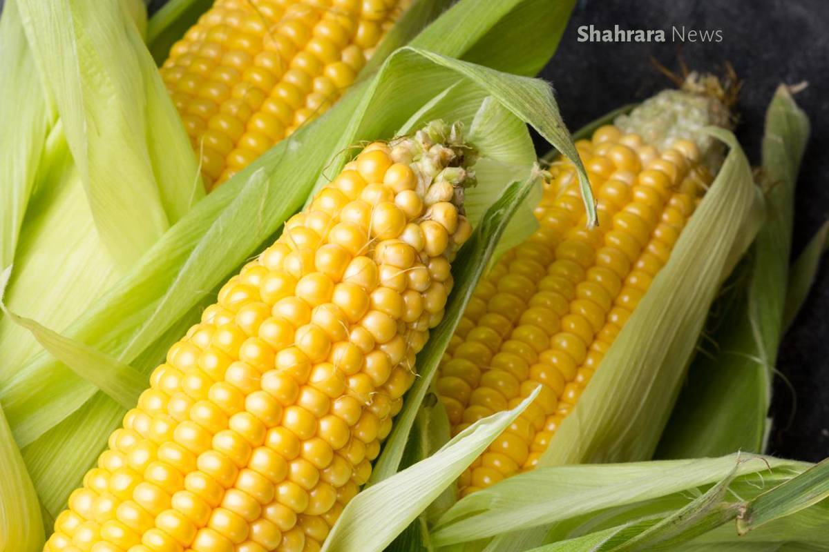 دانستنی‌ها | آشنایی با دو خوراکی مفید