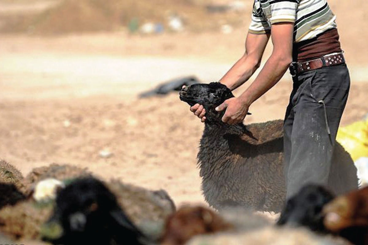 یک روز صبح، چوپان همچون روز‌های دیگر با گله‌ای بزرگ به دشت رفت؛ اما برخلاف همیشه حوالی ظهر با پیراهن پاره، خود را به روستا رساند. روستائیان تصورشان این بود گرگ به گله زده است، اما روایت چوپان متفاوت‌تر از حمله گرگ بود.