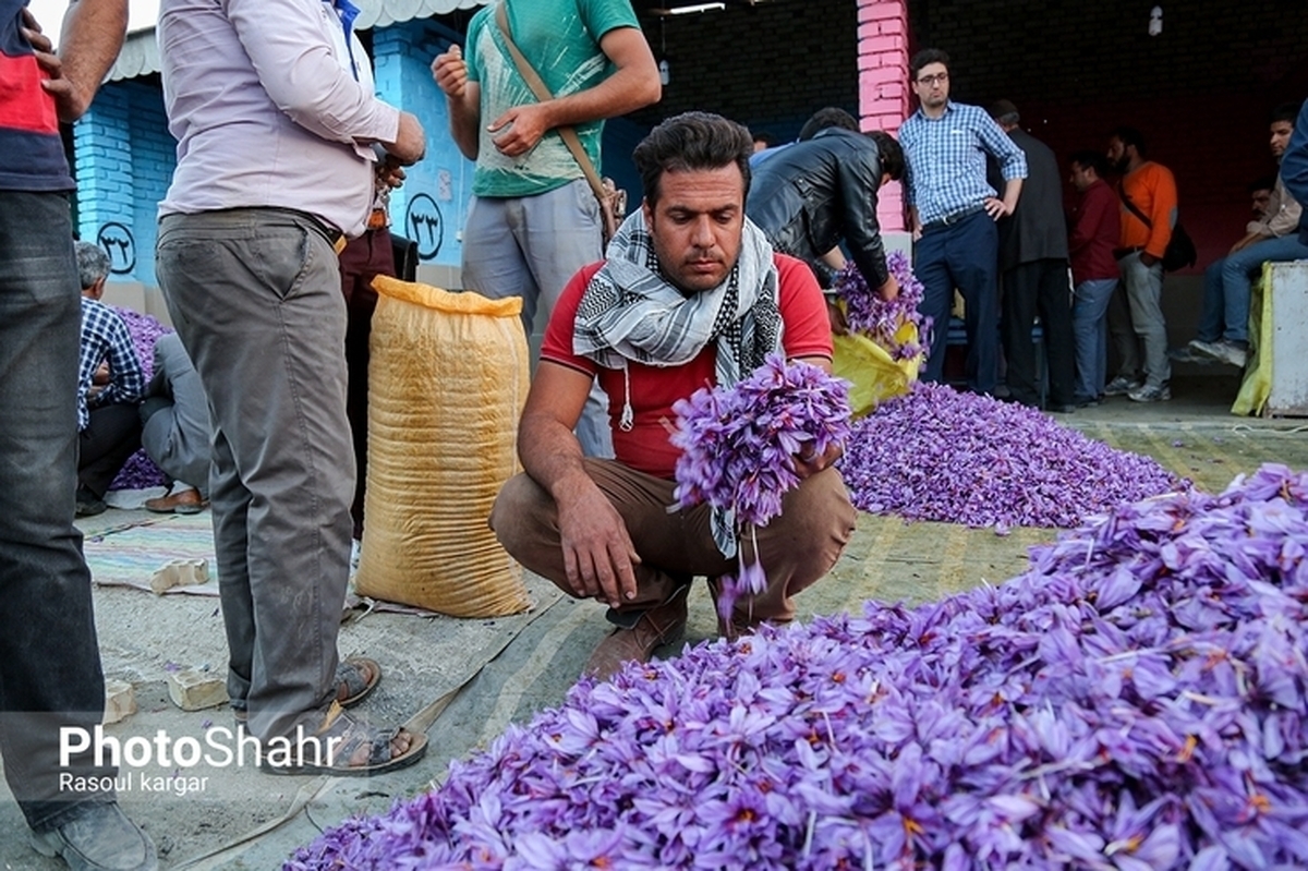 قیمت هر کیلو گل تازه زعفران که روز گذشته بیش از ۲ میلیون تومان صعود کرده بود، امروز افت قابل توجه قیمتی پیدا کرد.