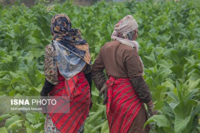 گزارش تصویری | برداشت توتون در گلستان