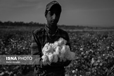 گزارش تصویری | برداشت پنبه در خراسان شمالی