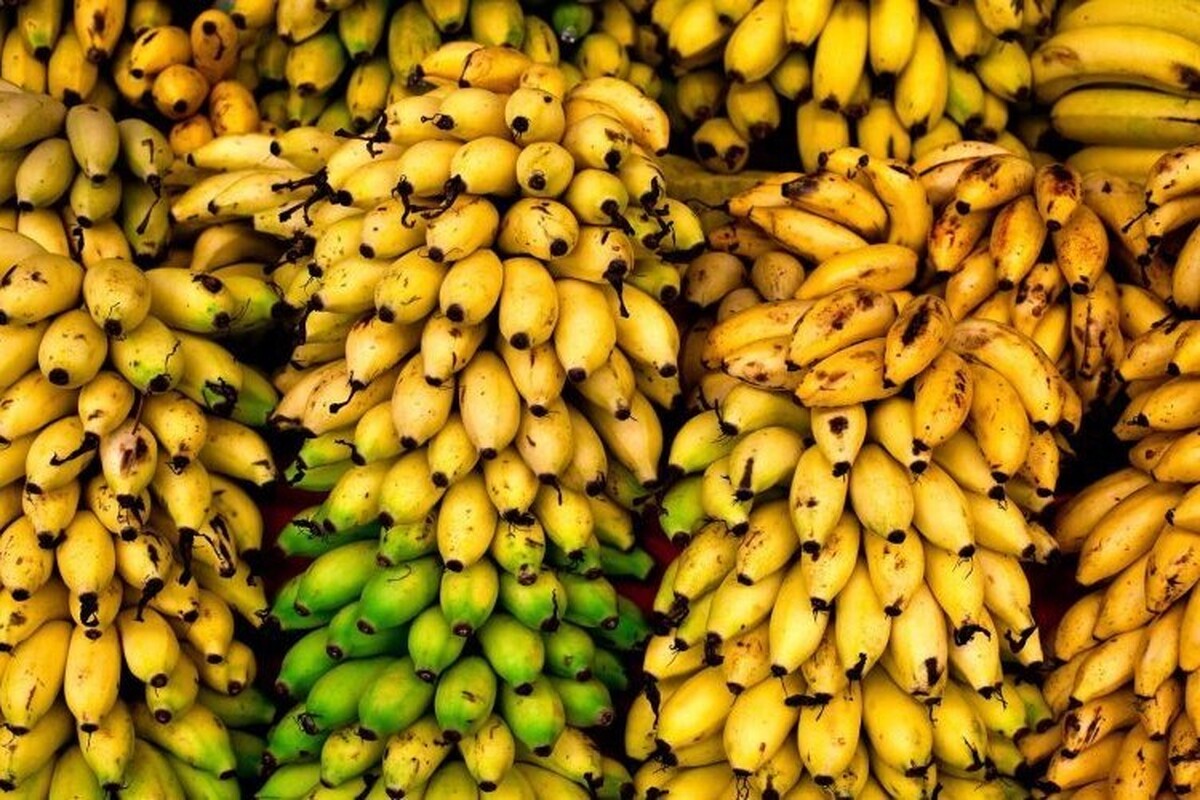 رئیس اتحادیه ملی صادرات محصولات کشاورزی با انتقاد از استمرار شرط واردات موز در قبال صادرات سیب گفت: این سیاست قدیمی که سال‌ها پیش برای مدیریت مازاد تولید سیب طراحی شده بود، امروز به ابزاری برای مجوزفروشی و ایجاد رانت تبدیل شده و هزینه آن را مصرف‌کنندگان می‌پردازند.