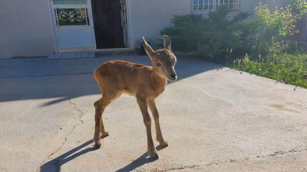 امروز (شنبه، ۱۷ آبان ۱۴۰۴) ویدئویی منتشر شد که لحظاتی از قدم‌زنی یک میش وحشی در معابر شهری لواسان را به تصویر می‌کشد.