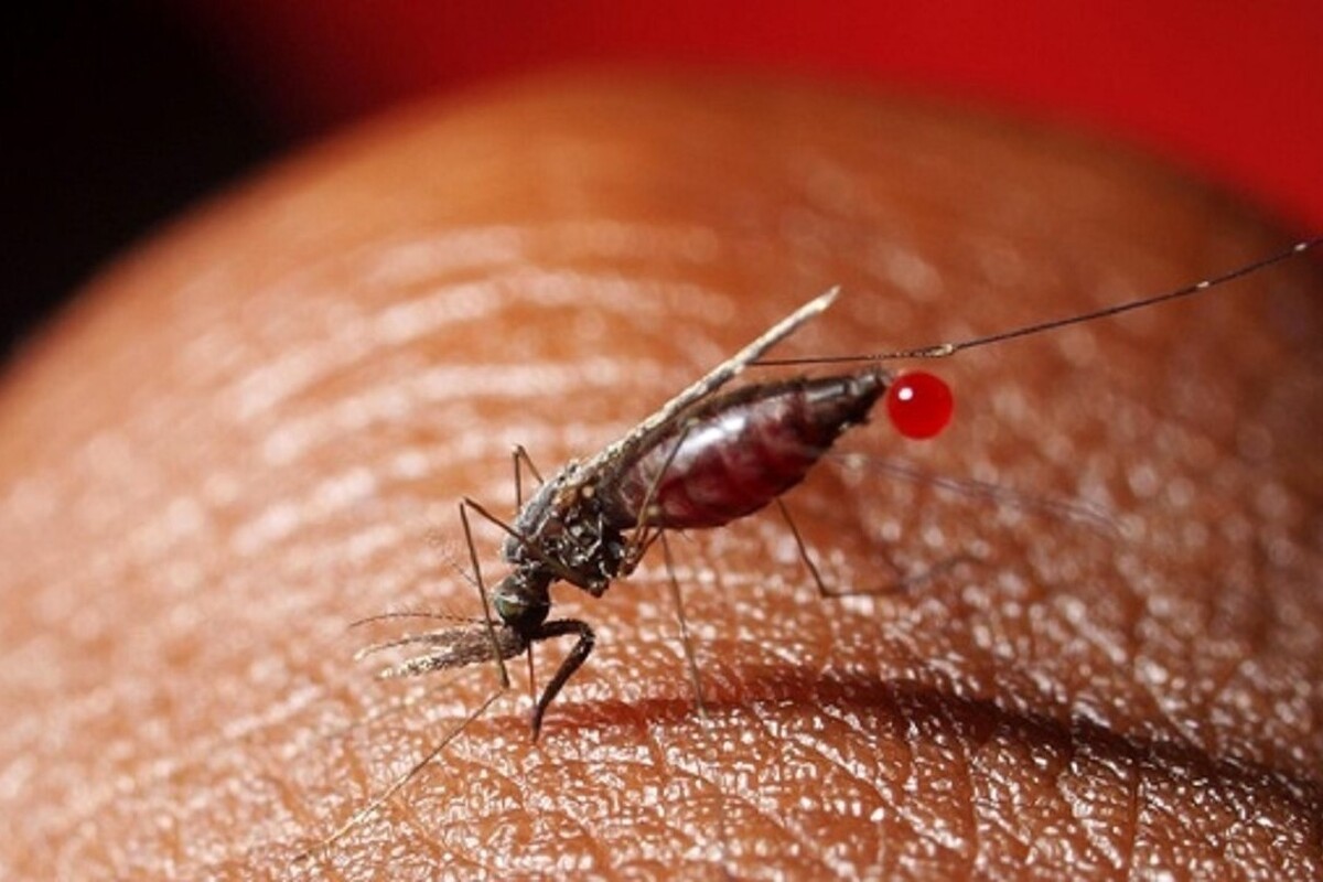 سالانه بیش از یک میلیون نفر در سراسر جهان بر اثر بیماری‌های منتقله از پشه جان خود را از دست می‌دهند. آن‌ها نه تنها می‌توانند برخی از ترسناک‌ترین بیماری‌های شناخته شده بشر را داشته باشند بلکه چندین بیماری و انگلی را نیز منتقل می‌کنند که سگ‌ها و اسب‌ها به آن بسیار حساس هستند.