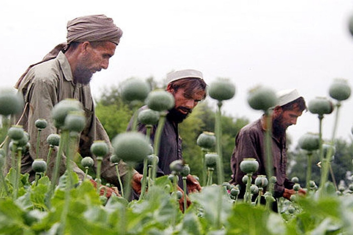 درحالی که طالبان می‌گویند که تولید مواد مخدر به صفر رسیده است، اما سازمان ملل می‌گوید که تولید مت‌آمفتامین (شیشه) در حال افزایش است.