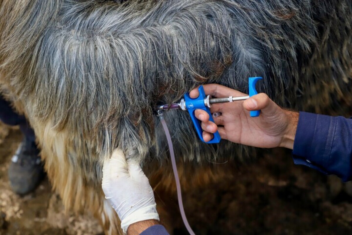 رئیس اداره بهداشت و مدیریت بیماری‌های دامی اداره‌کل دامپزشکی خراسان رضوی گفت: در نیمه نخست امسال، عملیات واکسیناسیون دام‌های استان علیه بیماری بروسلوز (تب مالت) با ۸۵ درصد تحقق انجام شده است.