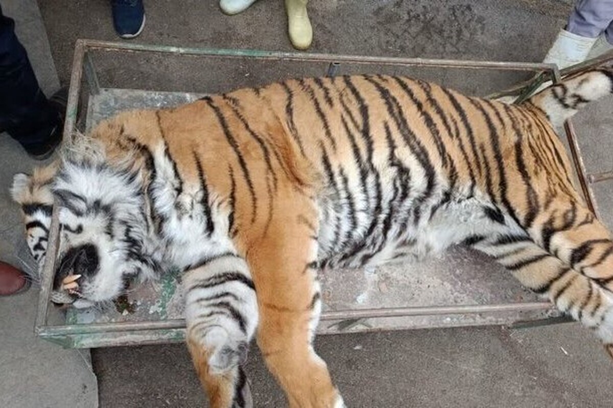 معاون محیط زیست طبیعی و تنوع زیستی اداره‌کل حفاظت محیط زیست مازندران درخصوص تلف‌شدن یک ببر در پارک حیات‌وحش، توضیحاتی را ارائه کرد.