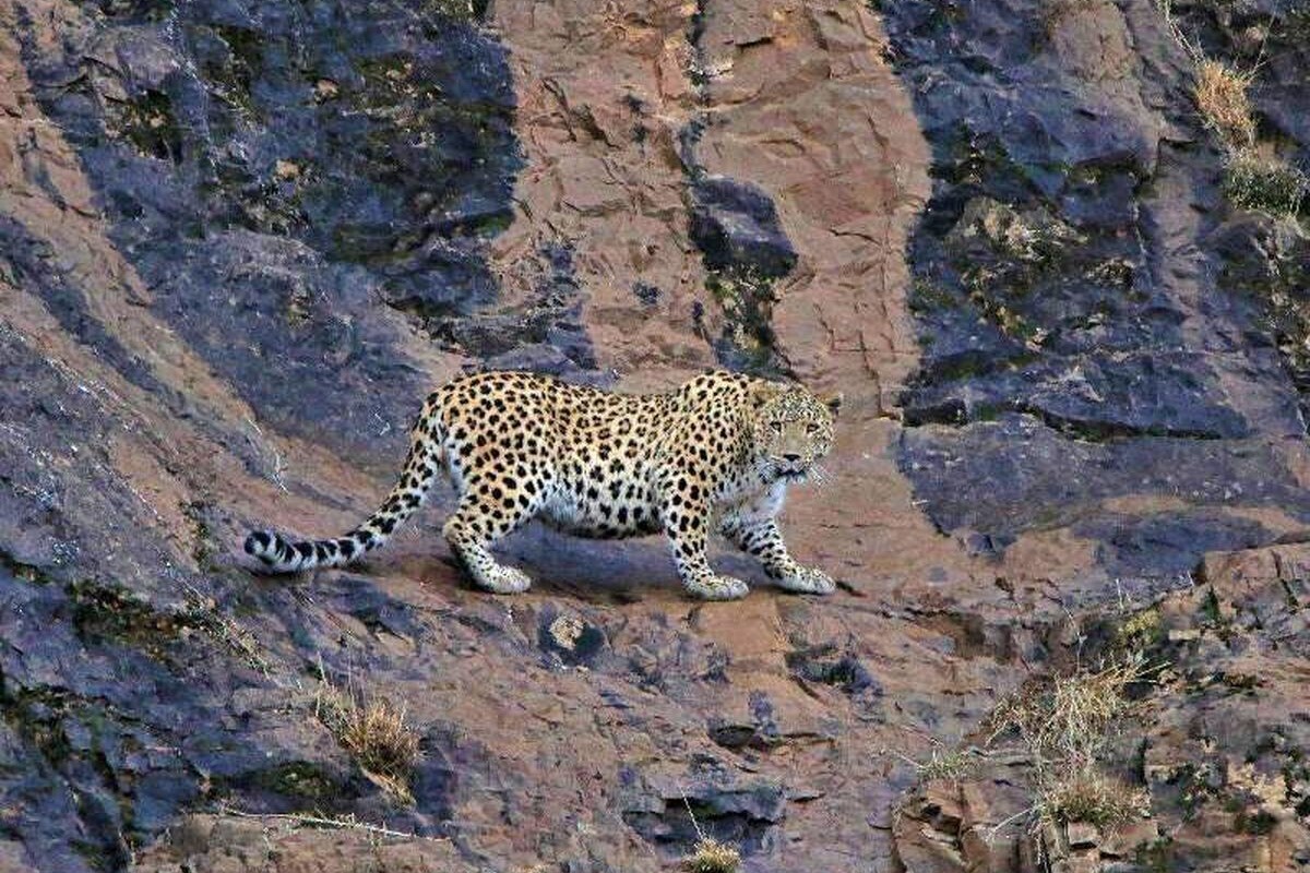 ۲ قلاده یوزپلنگ آسیایی در تازه‌ترین رصد و تصویربرداری انجام شده، برای نخستین بار در محدوده شهرستان جوین مشاهده و ثبت شدند که این ثبت تازه نشانه‌ امیدوارکننده از تداوم زیست و گسترش قلمرو این گونه ارزشمند در زیستگاه‌های شمال‌غربی استان است.