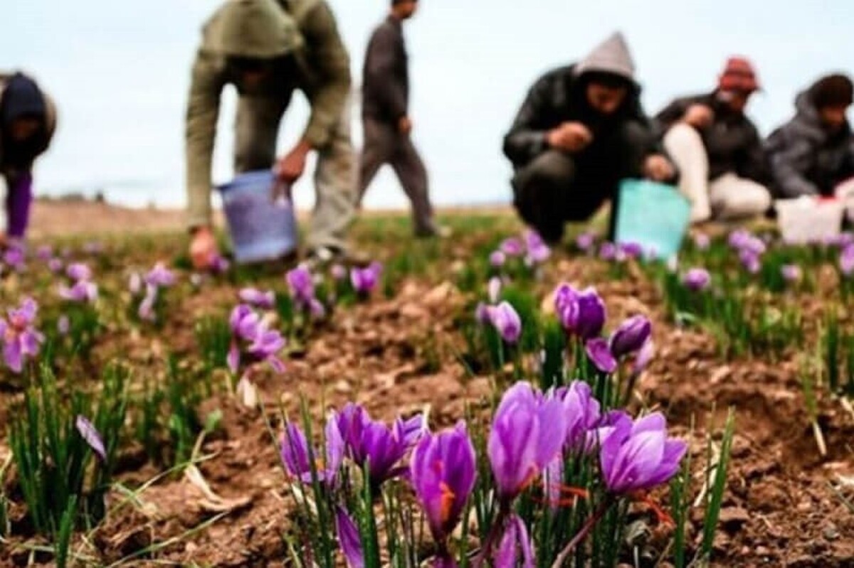 ویدئویی هوایی از برداشت زعفران در تربت حیدریه را مشاهده می‌کنید.