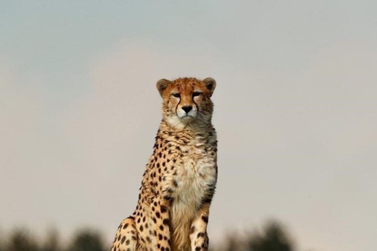 حسین عجم، محیط‌بان منطقه عباس‌آباد در ذخیره‌گاه زیست‌کره توران شاهرود و همیار محیط‌بان ابوالفضل دستجردی، موفق به ثبت تصاویر ۲ قلاده یوزپلنگ آسیایی شدند.