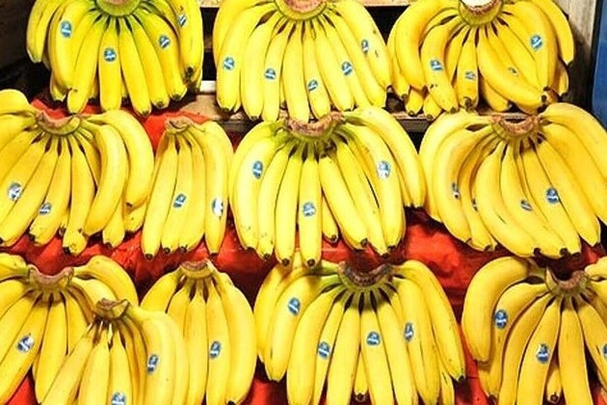 گمرک ایران به مطلب منتشره در خصوص توقف واردات موز و صادرات برخی محصولات کشاورزی واکنش نشان داد و اعلام کرد که واردات موز و صادرات سیب و کشمش طبق روال قبلی در حال انجام است.