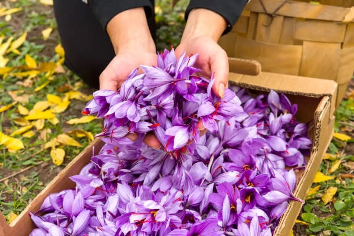 بازار زعفران امروز چهارشنبه، ۲۱ آبان‌ماه، در مسیر تعادل نسبی قرار گرفت.