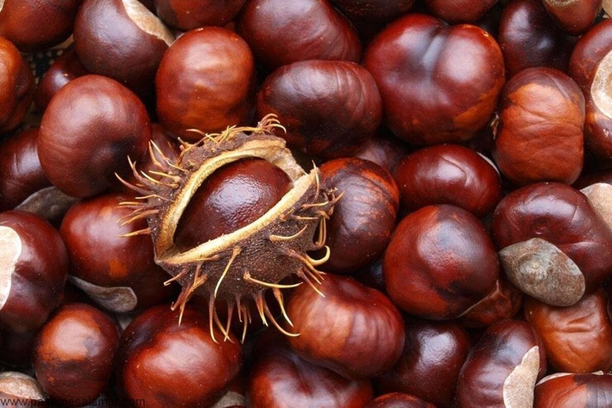 رئیس کمیسیون کشاورزی، آب، منابع طبیعی و محیط زیست مجلس گفت: بلوط یکی از گیاهان با ارزش اقتصادی و غذایی بالا و ریه منطقه است که باید در حفظ آن کوشید.