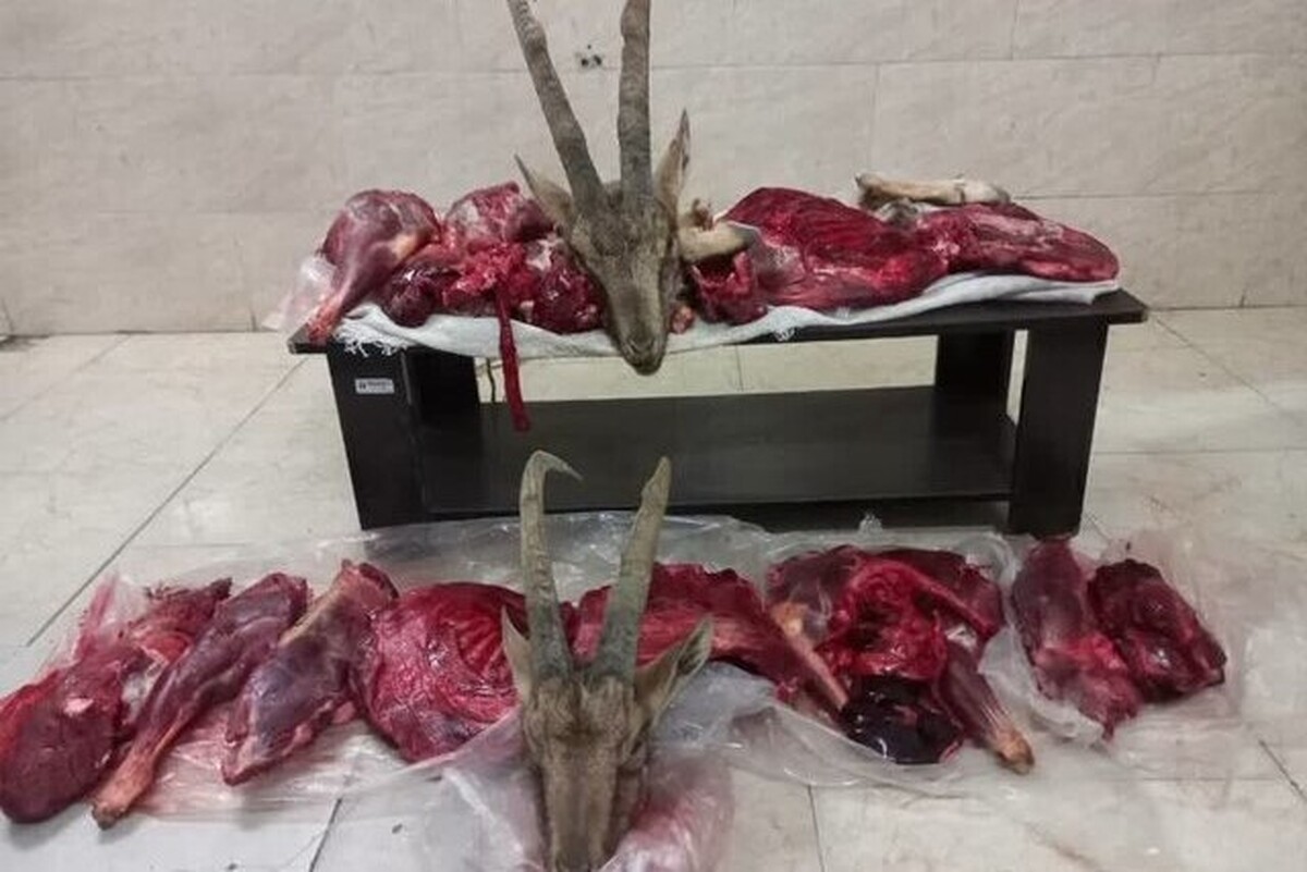 فرمانده انتظامی شهرستان میامی در استان سمنان، از دستگیری شکارچیان غیرمجاز و کشف لاشه دو رأس کَل وحشی در عملیات مشترک پلیس و محیط زیست خبر داد.