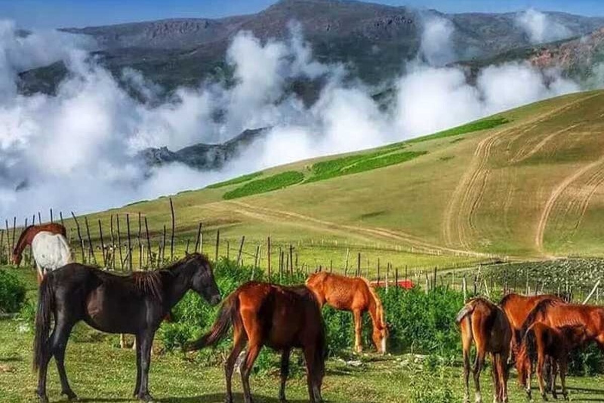 ویدئویی از اسب‌های وحشی در دشت مرکوه شهرستان مینودشت را مشاهده می‌کنید.