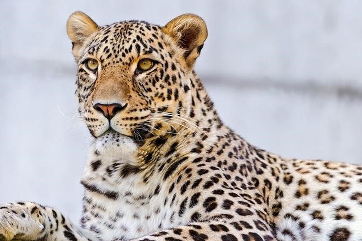 بزرگترین گونه پلنگ دنیا اکنون در ایران و خراسان شمالی حضور دارد. یشترین جمعیت پلنگ ایران هم در خراسان شمالی زندگی می‌کند، عباس رستگار بعد از ۸ ماه پیگیری و کار میدانی توانست تصویر این پلنگ نر عظیم‌الجثه را در ارتفاعات پارک ملی سالوک به ثبت برساند.