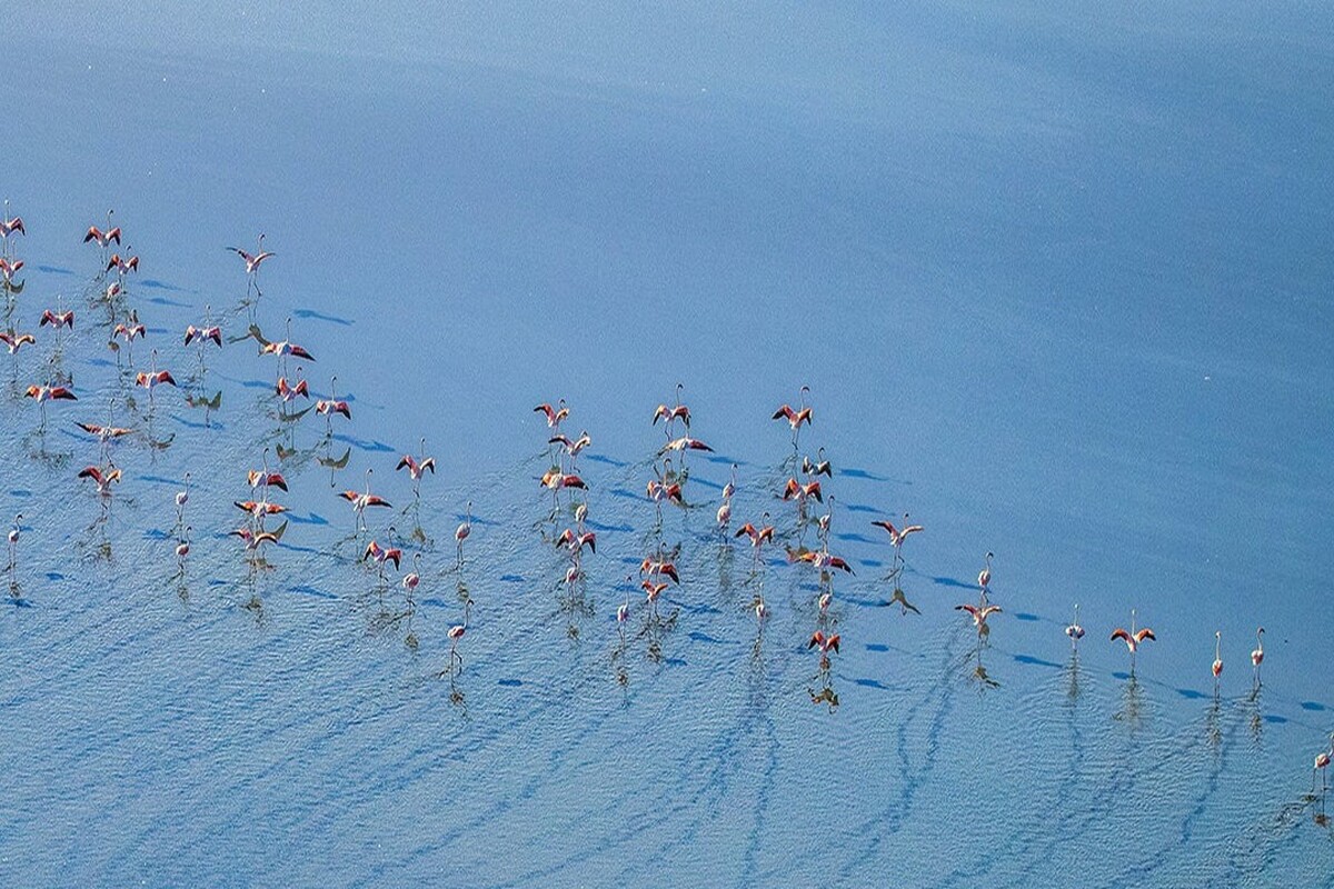 نمای دیدنی از فلامینگوهای دریاچه مهارلو را مشاهده می‌کنید.