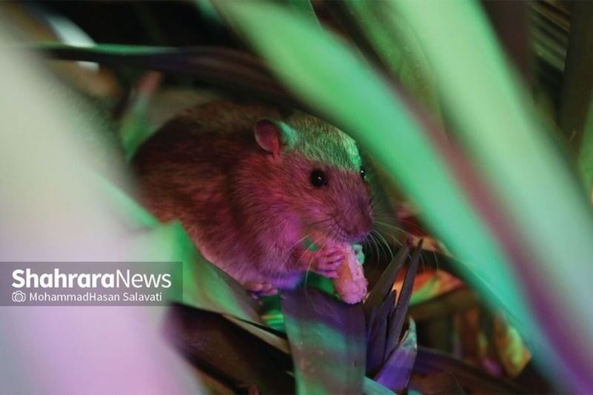 رئیس اداره محیط زیست، سلامت و ایمنی شهرداری مشهد از کاهش چشمگیر جمعیت موش‌های شهری در مشهد با اجرای طرح کنترل جوندگان خبر داد و گفت: به طوری که تعداد کانون‌های فعال موش در سطح شهر از ۶۰ مورد به تنها ۸ کانون کاهش یافته است.