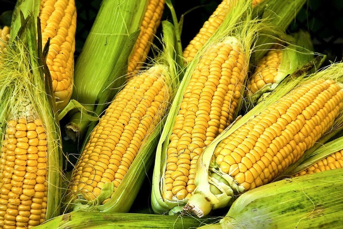 تولید ذرت علوفه‌ای در خراسان رضوی از مرز یک میلیون و ۱۰۰ هزار تن گذشت