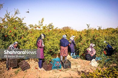 گزارش تصویری | فصل برداشت انار از باغ‌های شهرستان کاشمر