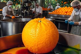 چطور پرتقال‌ها رنگ می‌شوند؟ تزریق صنعتی یا واکس؟ | نکات کاربردی درباره انتخاب پرتقال سالم