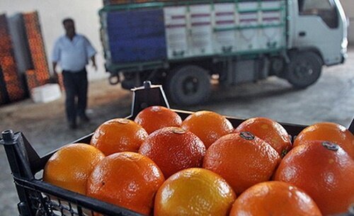 باغداران چطور به پرتقال‌ها رنگ می‌زنند؟