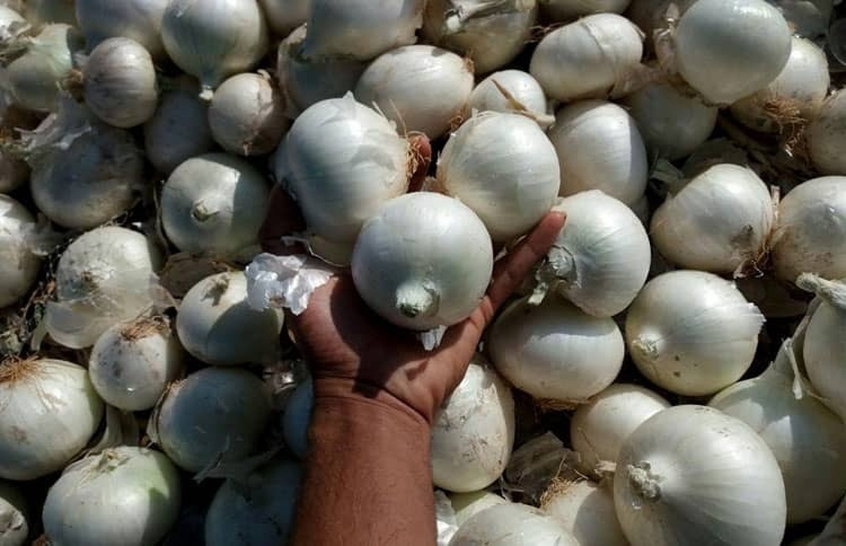 اتحادیه بارفروشان مشهد نرخ عمده‌فروشی میوه و صیفی‌جات در میادین تره‌بار مشهد را اعلام کرد.