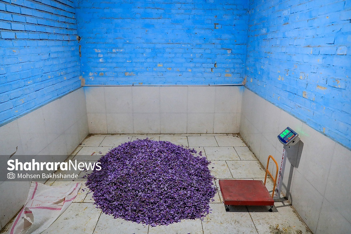 معاون بهبود تولیدات گیاهی جهاد کشاورزی خراسان رضوی گفت: تغییرات اقلیمی امسال تولید زعفران استان را بین ۴۰ تا ۵۰ درصد تحت‌تأثیر قرار داده است. علی‌اصغر امانیان با اشاره به سطح زیر کشت ۹۵ هزارهکتاری استان، از برنامه‌های بلندمدت برای توسعه صنایع فراوری، ثبت برند ملی و جلوگیری از قاچاق این محصول استراتژیک خبر داد.