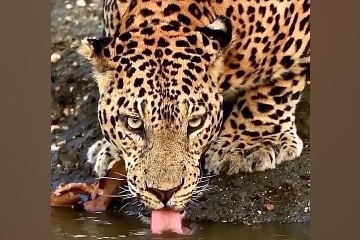 دوربین‌های تله‌ای در ارتفاعات دنا لحظه‌ای از آب نوشیدن یک پلنگ از آبشخور حیوانات در ارتفاعات دنا را به ثبت رساندند.