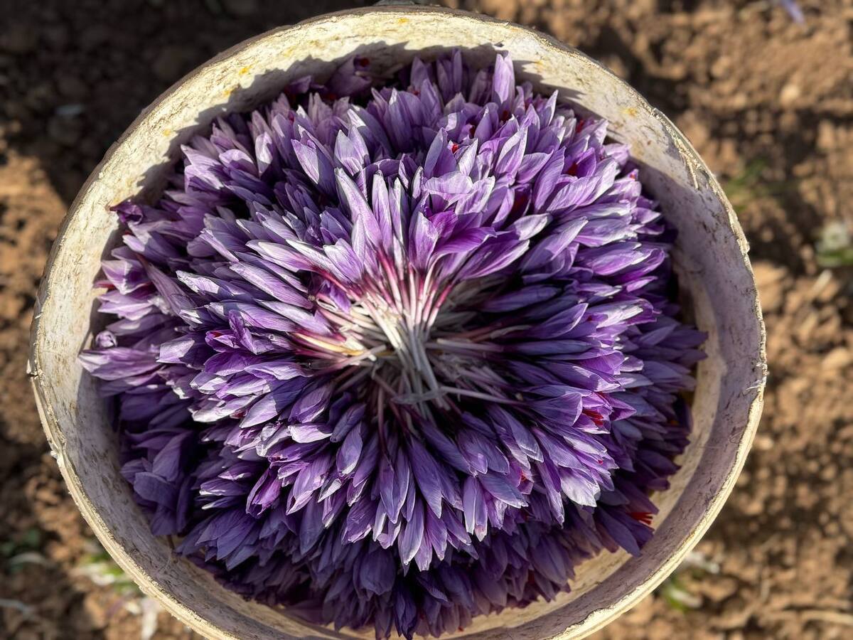 قیمت امروز گل تازه زعفران در تربت‌حیدریه اعلام شد.