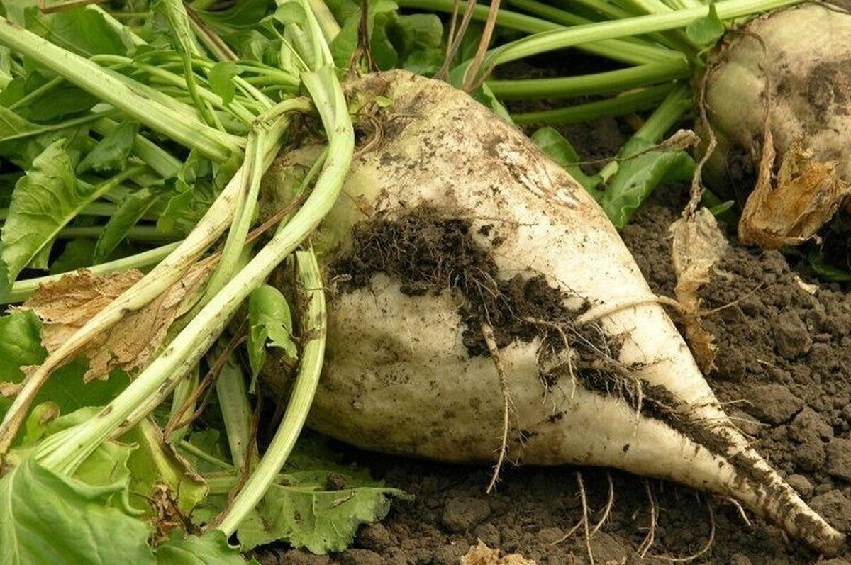 مدیرکل دفتر محصولات صنعتی وزارت جهاد کشاورزی پیش‌بینی کرد در صورت فراهم بودن شرایط، ۲.۶ میلیون تن چغندر قند پاییزه در سال زراعی ۱۴۰۵-۱۴۰۴ در کشور تولید شود.