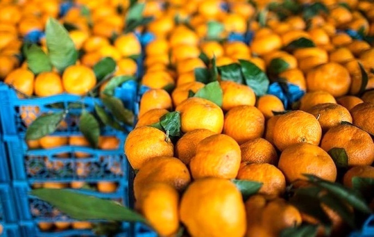 اتحادیه بارفروشان مشهد قیمت انواع میوه و صیفی‌جات به صورت عمده‌فروشی در میادین تره‌بار را اعلام کرد.