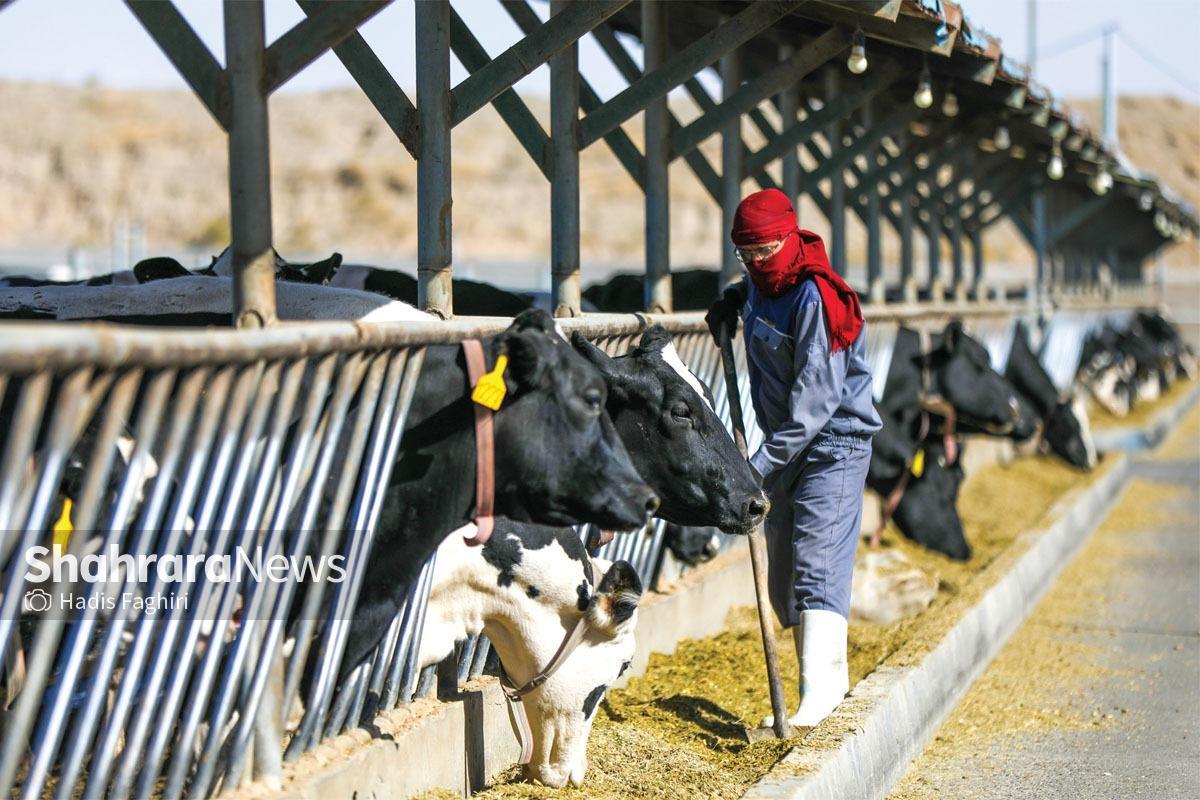 فروش نهاده دامی ۳ برابر قیمت در  بازار سیاه | فساد در بازار نهاده‌های دامی