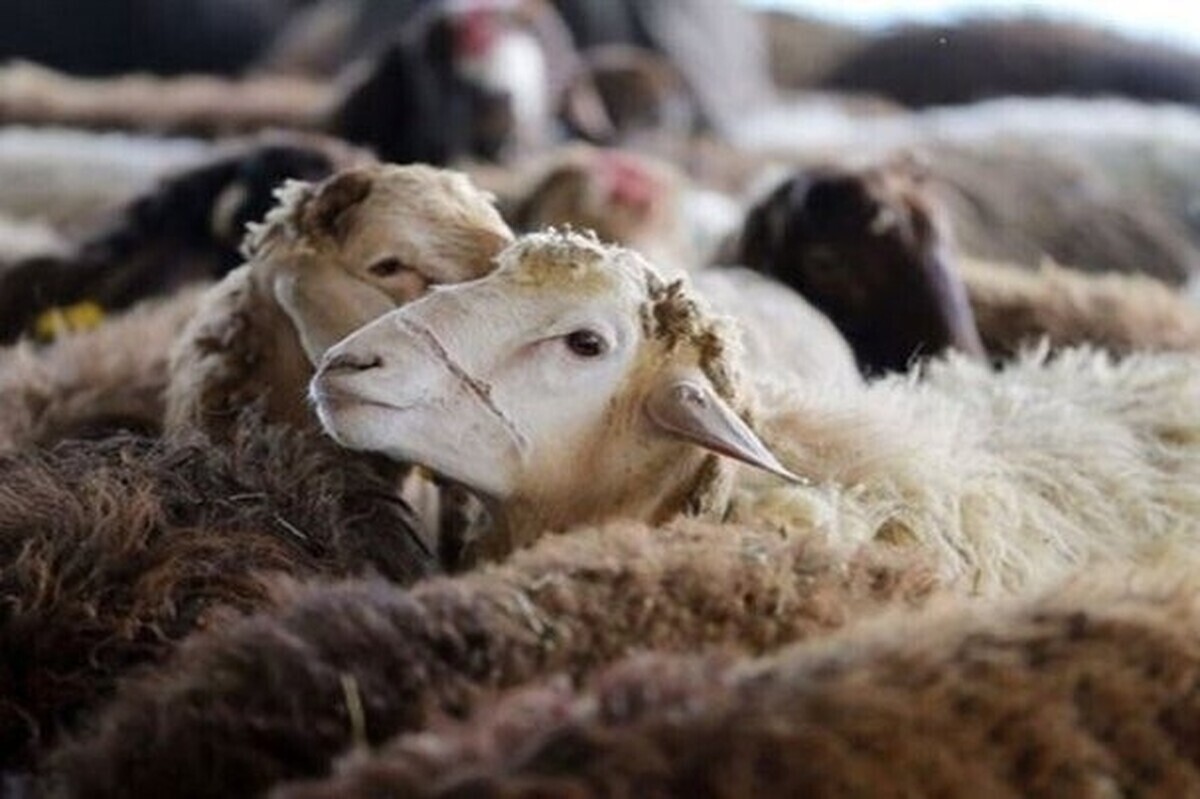 جلوگیری از قاچاق ۵۰۰ رأس گوسفند از مرز خراسان رضوی