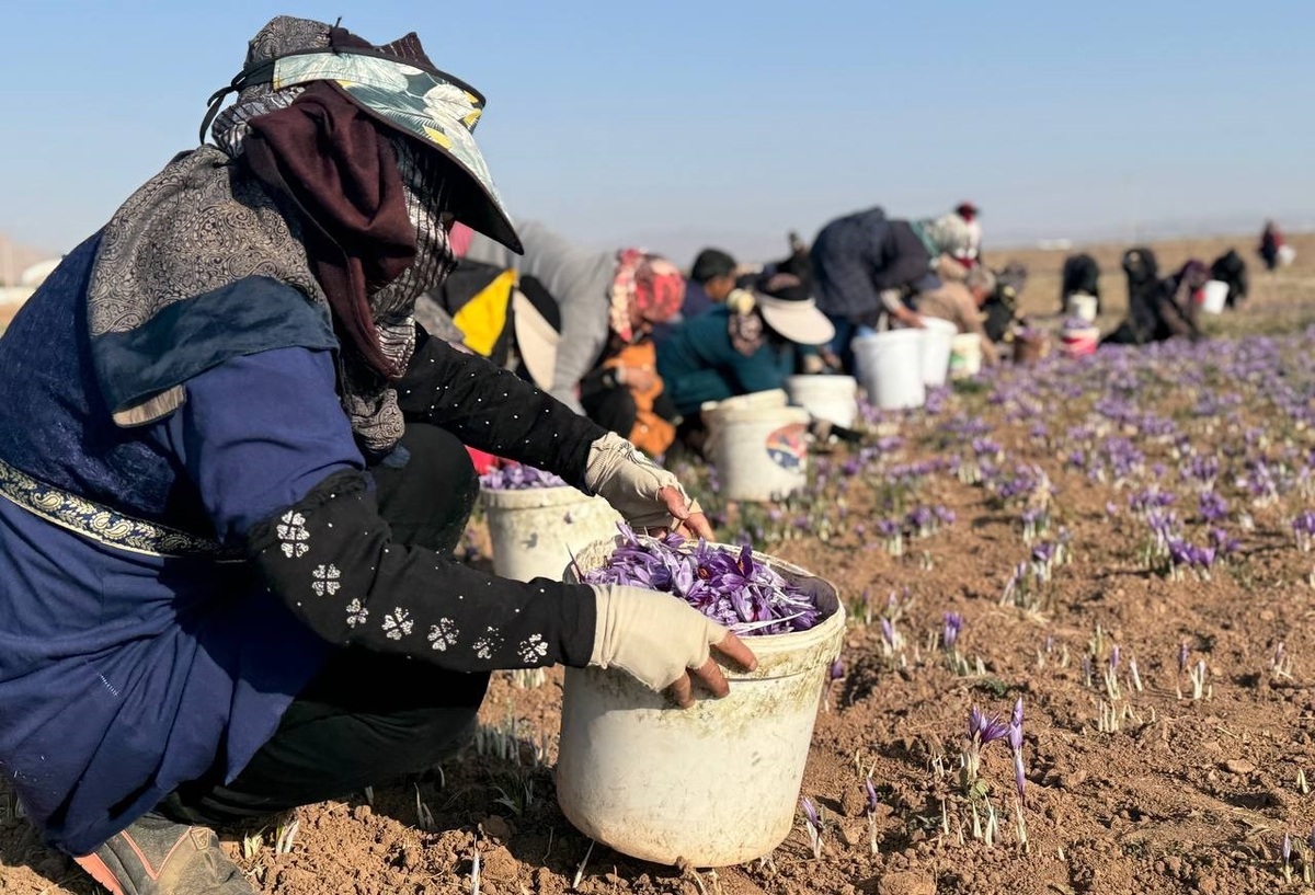 قیمت گل زعفران افزایش یافت (۴ آبان ۱۴۰۴)