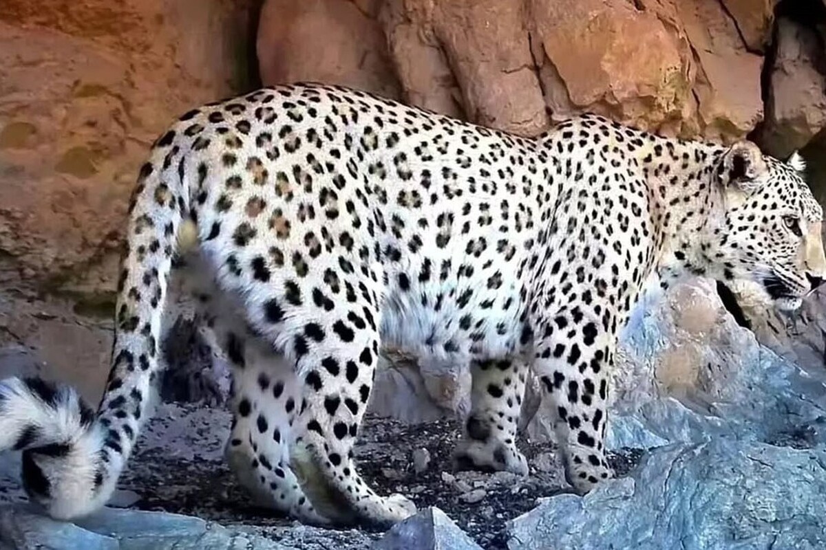 ویدئویی از پلنگ ایرانی در پارک ملی بمو را مشاهده می‌کنید.