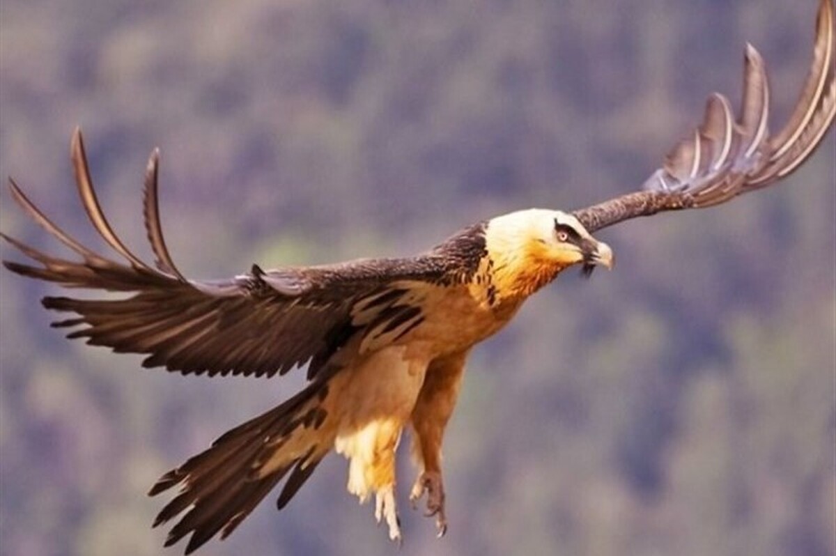 یک پرنده هما در ارتفاعات پارک ملی صیدوا واقع در شهرستان مهدی‌شیر مشاهده شد.