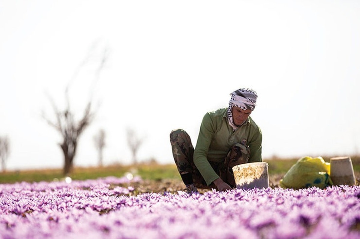 قیمت امروز گل زعفران چقدر است؟ (۵ آبان ۱۴۰۴)