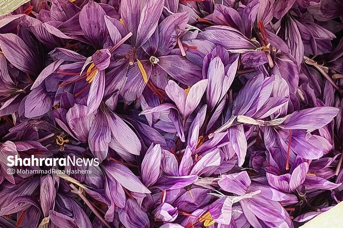 معاون امور اقتصادی استاندار خراسان رضوی گفت: به‌زودی نظام خرید تضمینی با میدان‌داری تعاونی‌های روستایی اجرا خواهد شد تا وزارت جهاد کشاورزی نرخ‌گذاری کرده و براساس آن، خرید تضمینی بتواند سود زعفران‌کاران را به یک امر تضمین‌شده تبدیل کند.