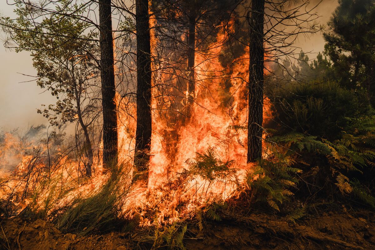 رئیس اداره منابع طبیعی و آبخیزداری شهرستان کلات گفت: آتش‌سوزی ظهر دوشنبه در جنگل‌های منطقه ارس هزار مسجد کلات پس از دو ساعت و نیم مهار شد. در این حادثه حدود ۱۵ هکتار از اراضی جنگلی و نزدیک به هزار اصله نهال در بخش احیاشده از بین رفت.