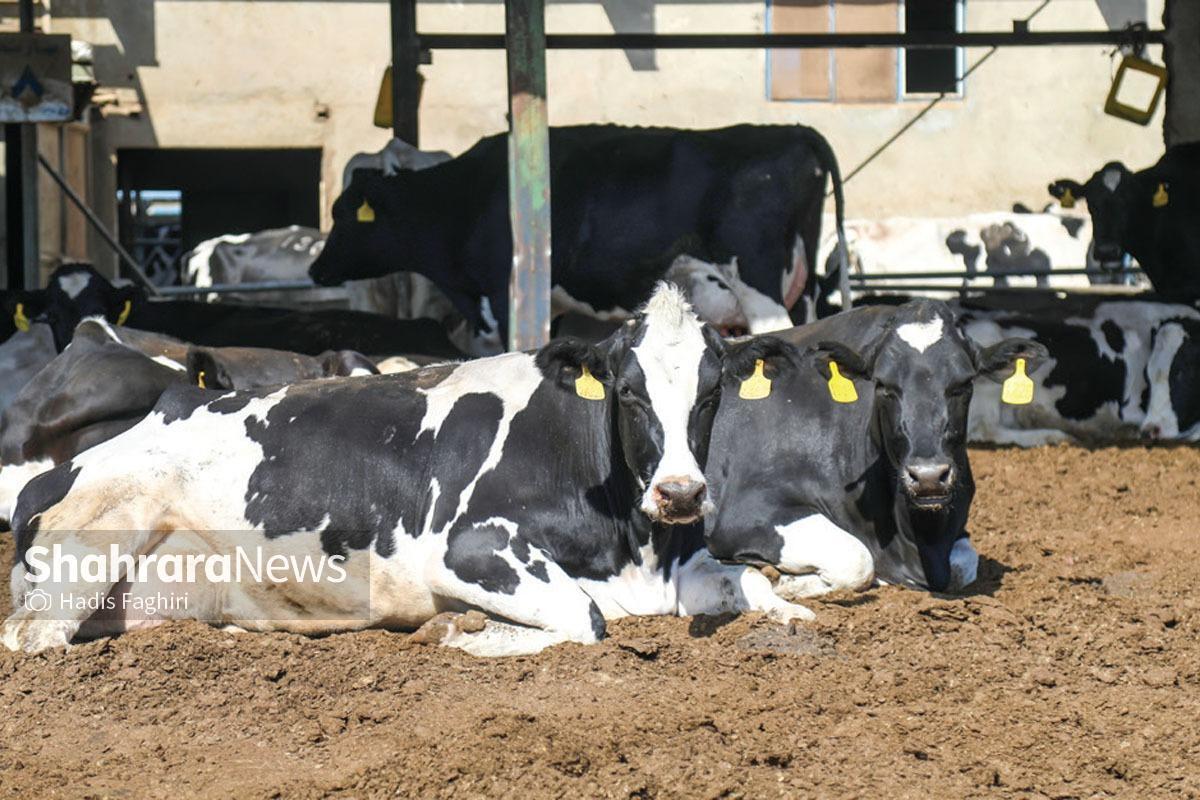 هشدار دامپزشکی خراسان رضوی درباره شیوع ۲ بیماری خطرناک دامی و طیوری | تب‌برفکی در مرز غربی و آنفلوانزا در مرز شرقی استان