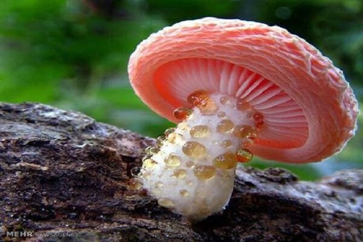 مدیر اداره پایش و نظارت فرآورده‌های سلامت‌محور معاونت غذا و دارو، با هشدار نسبت به خطر بالای مصرف قارچ‌های خودرو، از مردم خواست از قارچ‌هایی که در طبیعت رشد می‌کنند استفاده نکنند، زیرا تشخیص قارچ‌های سمی از خوراکی بدون آزمایش تخصصی ممکن نیست.