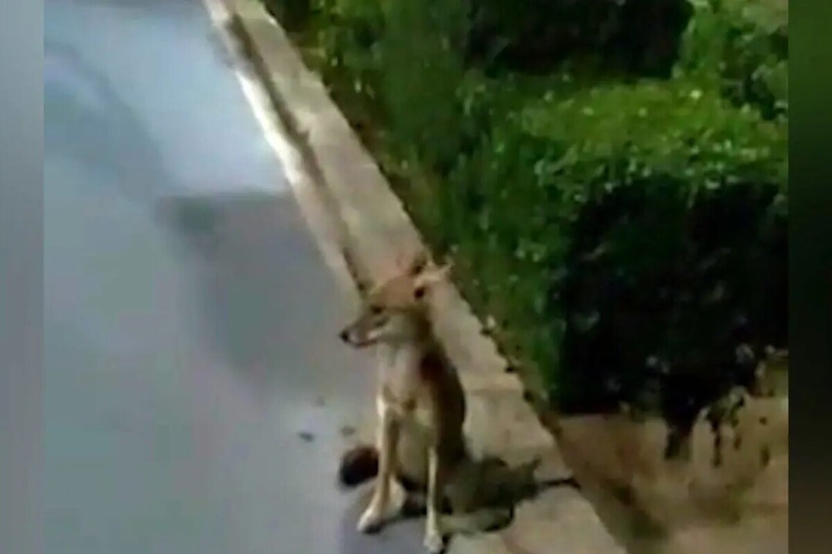 گلایه یکی از شهروندان مشهدی نسبت به وجود روباه در پارک ملت مشهد و پاسخ مسئولان.