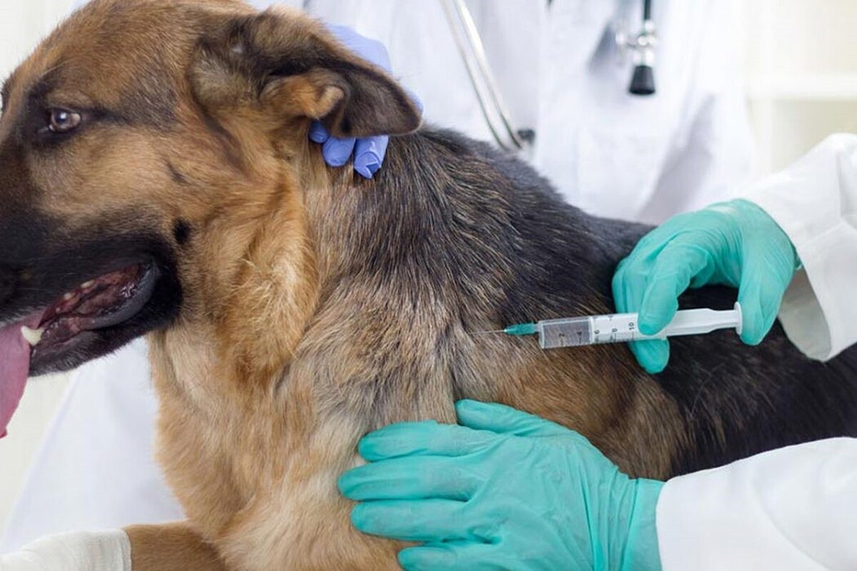 رئیس اداره بهداشت و مدیریت بیماری‌های دامی اداره کل دامپزشکی خراسان رضوی گفت: طرح واکسیناسیون سگ‌های صاحبدار، در نیمه نخست سال ۱۴۰۴، با تحقق ۱۰۱ درصدی، فراتر از پیش‌بینی‌ها در استان انجام شده است.