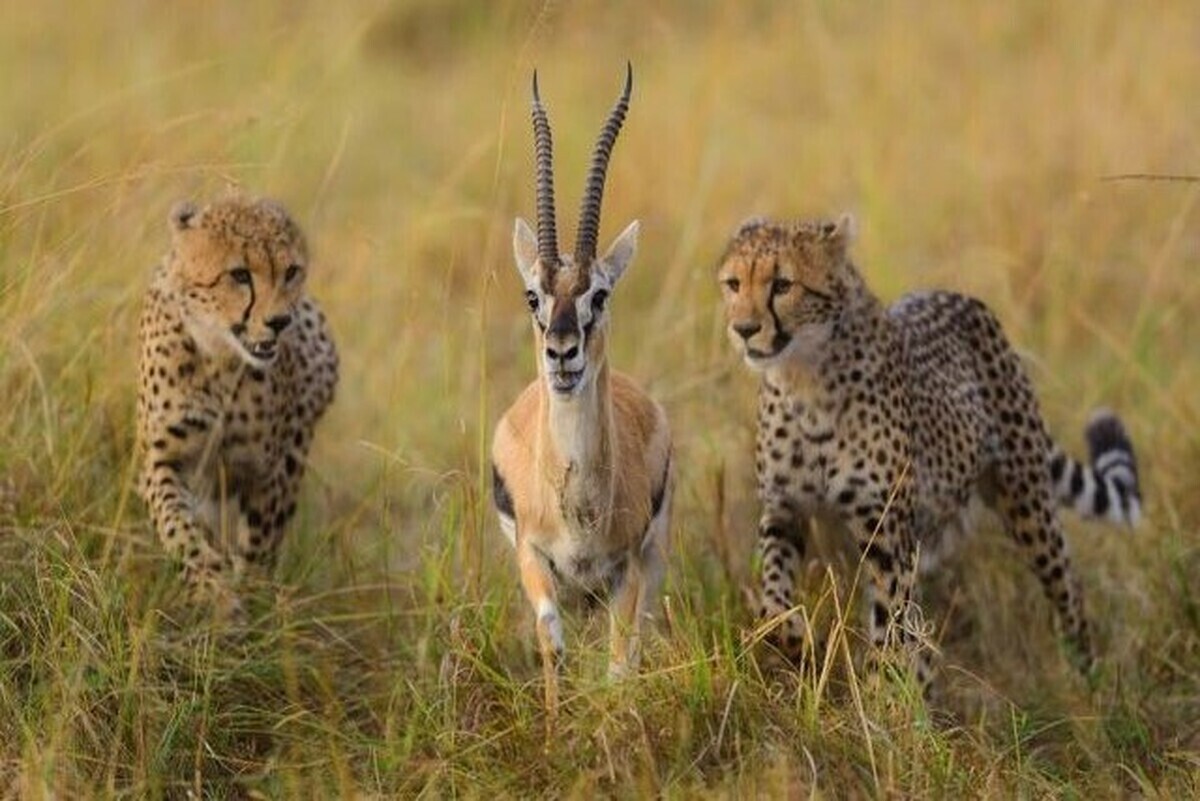 معاون محیط زیست طبیعی و تنوع زیستی سازمان حفاظت محیط زیست گفت: به‌منظور دستیابی به داده‌های دقیق و قابل استناد از وضعیت جمعیت گونه‌های شاخص حیات‌ وحش، طرح سراسری سرشماری این گونه‌ها در سراسر کشور آغاز شد.