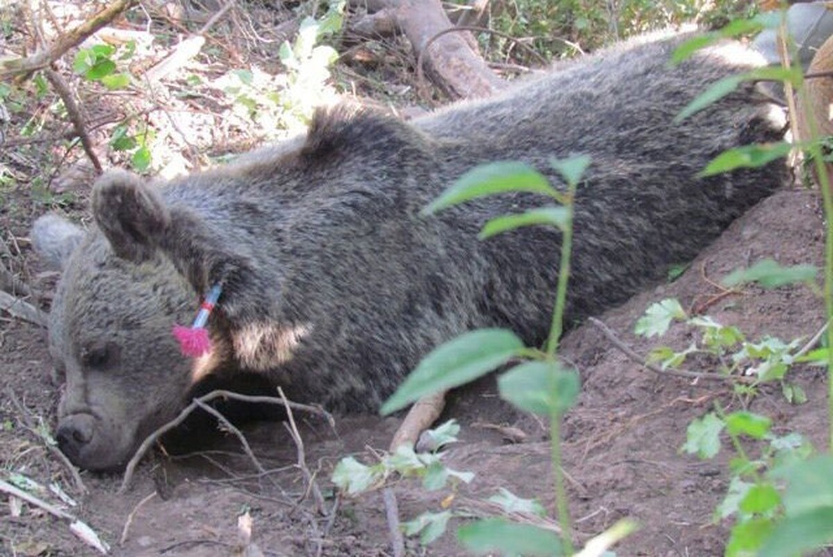 یک قلاده خرس قهوه‌ای نابالغ حدود سه ساله که در محدوده روستای دویلات از توابع بخش بلده شهرستان نور در تله گرفتار شده بود، زنده گیری و در زیستگاه طبیعی خود رهاسازی شد.