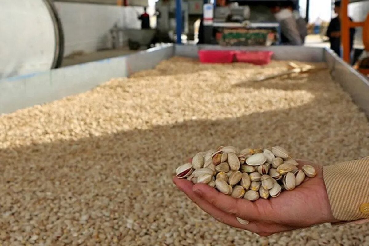 رئیس سازمان جهاد کشاورزی خراسان رضوی خبر از افزایش ۳۰درصدی صادرات پسته در ۶ماهه اول امسال نسبت به مدت مشابه سال گذشته داد. مجید جعفری با اشاره به جایگاه تولیدی استان در کشور گفت:استان خراسان رضوی با ۱۳۵هزار هکتار سطح زیر کشت پسته و تولید حدود ۸۰هزار تن پسته مقام دوم تولید کشور را دارد و بیش از ۱۲۰ هزار خانوار از کشاورزان پرتلاش استان از این طریق امرار معاش می‌کنند.